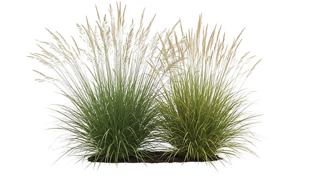 Green and beige grasses on transparent background