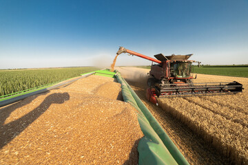 Farm machinery working together in a golden wheat field.
