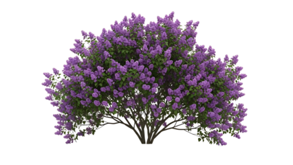 Purple Lilac Tree on Transparent Background