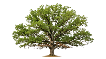 Large Green Tree on Transparent Background Isolated