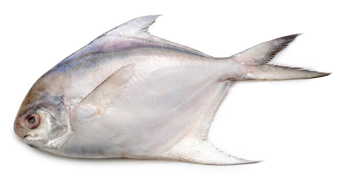 Fresh White pomfret or Butterfish isolated on white background, White pomfret or Butterfish on White Background With clipping path, High resolution photography