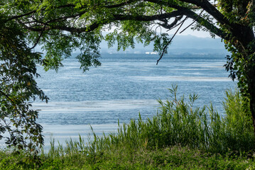 早朝の琵琶湖　草木と湖、朝の光がつくりだす風景　滋賀県大津市