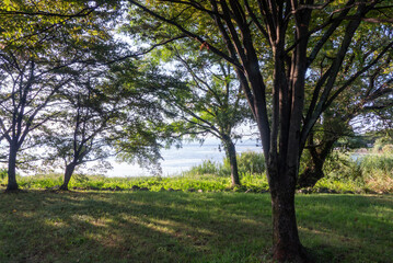 早朝の琵琶湖　草木と湖、朝の光がつくりだす風景　滋賀県大津市
