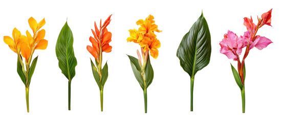 Obraz premium Canna indica, Indian shot or African arrowroot edible canna on transparent background