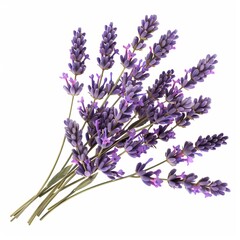 Obraz premium Freshly cut lavender flowers forming a bouquet, isolated on a white background