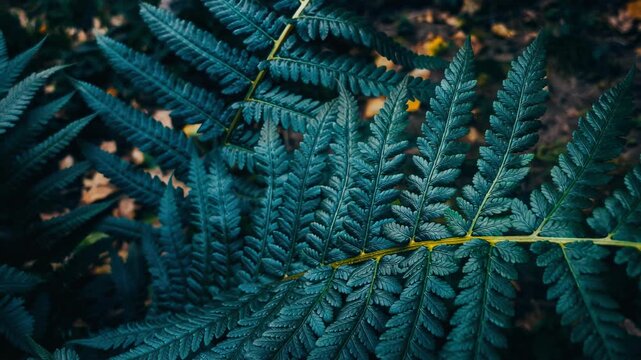 Vibrant Fern Leaves in Nature, Perfect for Botanical and Nature Photography, Greenery Background