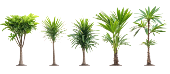 Cordyline fruticosa, commonly known as Ti plant or palm lily on transparent background