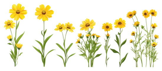 Coreopsis tinctoria, commonly called plains coreopsis, on transparent background