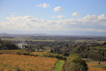 Naklejka premium Golden Autumn in Vineyards near Kenzingen 