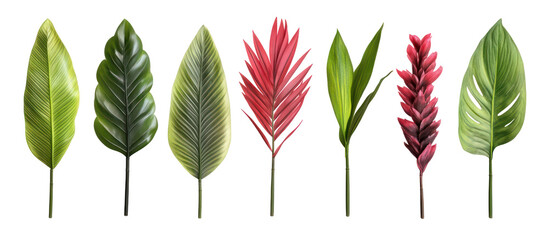 Cyrtostachys renda, commonly known as red sealing wax palm on transparent background