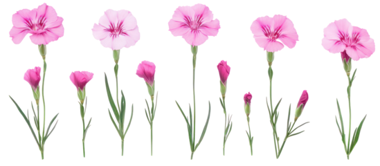 Digitalis purpurea, the foxglove or common foxglove flower on transparent background