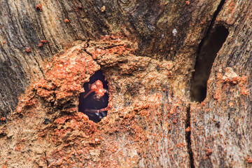 Ant emerging from nest hole in old tree bark