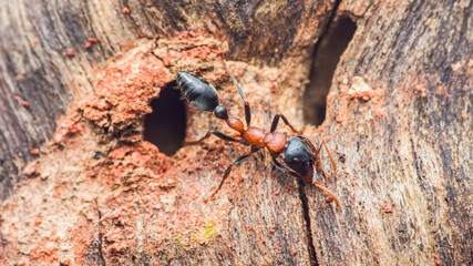 Red ant navigating textured wood surface