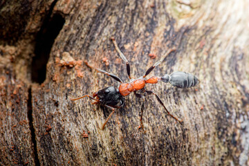 Black and red ant exploring rough tree bark