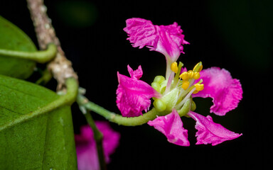 Barbados cherry flower blooming vibrant pink petals