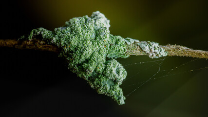 Green granular lichen growing on a wooden twig