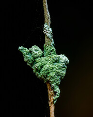Green lichen growing on a bare tree branch