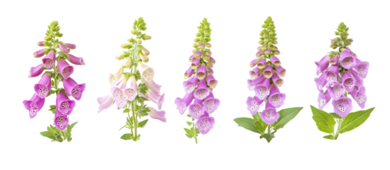 Digitalis purpurea, the foxglove or common foxglove flower on transparent background