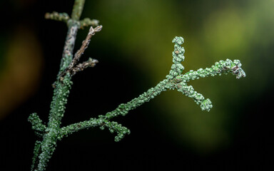 Branch growing green lichen in a forest