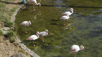 Flamingos wade through the water in a city park