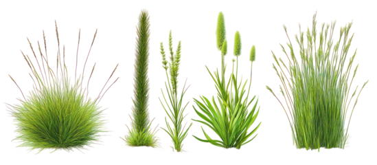 Equisetum hyemale and Juncus effusus on transparent background