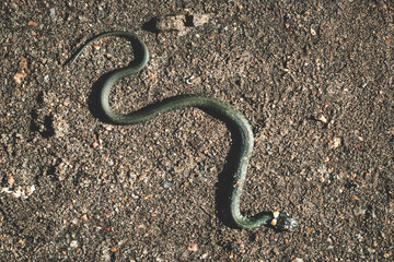 Fototapeta premium Top view of a wild snake camouflaged on a sandy gravel surface. Already snake. Snake in the wild.