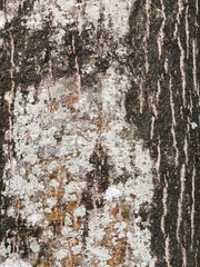 Textured Tree Bark with White and Grey Lichen