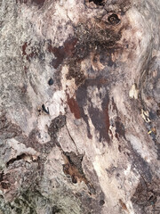 Weathered tree bark texture background with organic wood detail