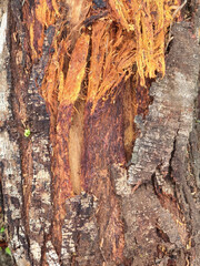 Textured Tree Bark with Exposed Inner Fibers