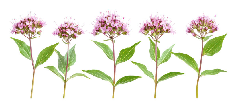 Eupatorium purpureum, commonly known as purple Joe-Pye weed on transparent background