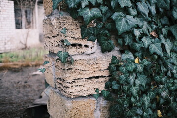 Close-up of green ivy climbing an old stone wall of an abandoned building. Natural texture of leaves and weathered masonry, urban nature concept, decay and growth contrast, calm muted tones.