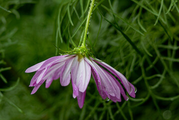 Cosmos flower in the rain