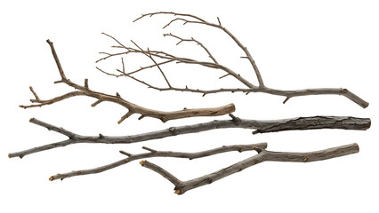 Fototapeta premium Dry tree branches on transparent background