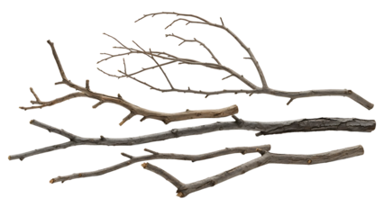 Dry tree branches on transparent background