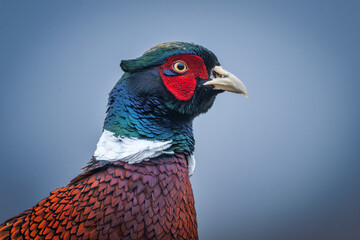 Ringneck Pheasant (Phasianus colchicus) male close up