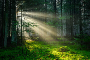 Sunny morning in the pine forest with sunbeams