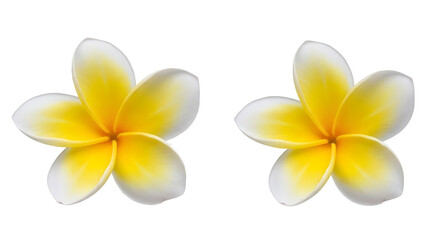 Naklejka premium Yellow Plumeria Flowers on Transparent Background