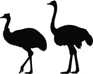 Two ostrich silhouettes stand prominently against a clean white background