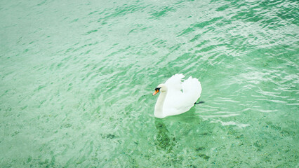 Graceful White Swan Swimming on a Lake