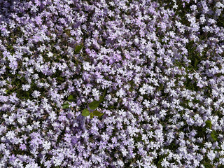 Phlox subulata Creeping Phlox, Moss Phlox spreading carpets the ground with spring purple flowers.