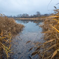 Fototapeta premium Calm autumn lake landscape with reed beds and still water reflecting trees and houses under an overcast sky. Quiet rural waterside scene, natural colors, peaceful mood, wetland environment.