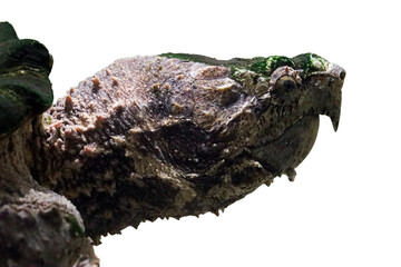 Extreme detail of turtle head showing rough scales and algae, Macro side view of a snapping turtle, Close up head Alligator snapping turtle 