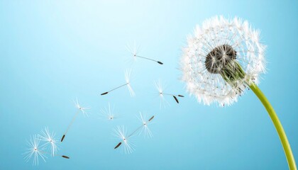 Dandelion Seeds Blowing.