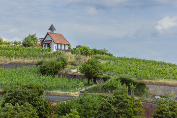 Vineyards on the slopes around Bad Durkheim, one of the most important source of income from the city