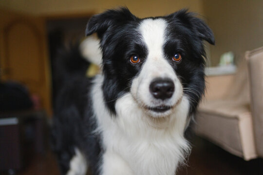 Funny portrait cute puppy dog border collie indoor. Pet dog resting at home. Puppy dog indoors in domestic room. Funny emotional dog having playful mood. Love for pets friendship companion pet care