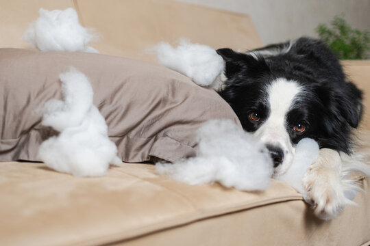 Naughty playful puppy dog border collie after mischief biting pillow lying on couch at home. Guilty dog and destroyed living room. Damage messy home and puppy with funny guilty look