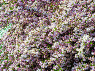 Deutzia shrub blooming with white and pink flowers