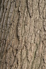 Obraz premium Plant list 2025 - Quercus rubra