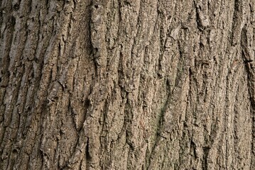 Obraz premium Plant list 2025 - Quercus rubra