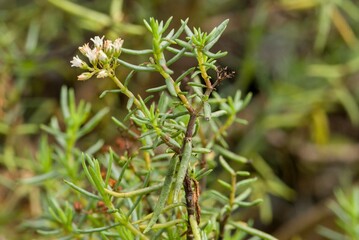 Plant list 2025 - Crassula sarcocaulis (subsp. rupicola)